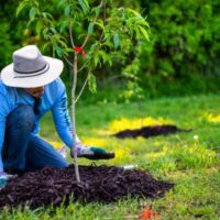 Sustainable Landscaping Practices for Australian Gardens
